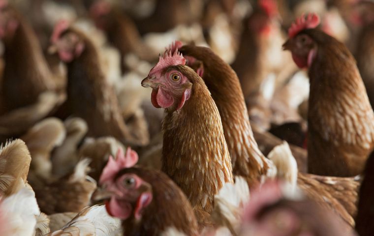 While boosting overall imports, Mexico also banned chicken product imports from several U.S. counties, citing a reported outbreak of Newcastle disease. 