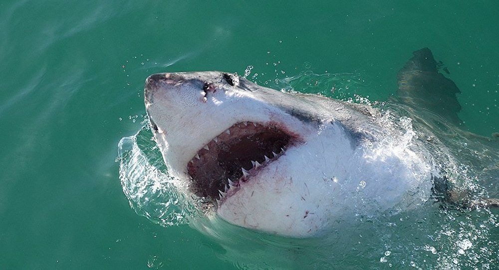 georgia shark attacks