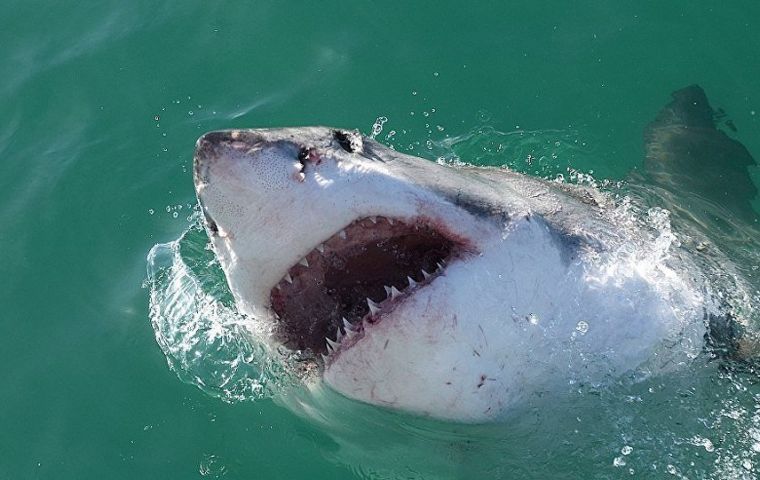 Bull sharks are regarded as the most dangerous species of shark. Two people were killed in shark attacks off New Caledonia in 2016.