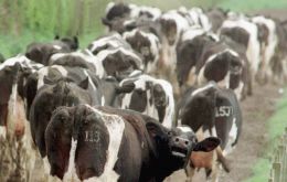 The Brazilian agriculture ministry on Friday reported the case of atypical mad cow disease in a 17-year-old cow in Mato Grosso state. 