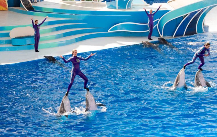  “We are asking SeaWorld to at least stop standing on dolphins' faces and using them as surf-boards in these ridiculous circus-style shows,” 