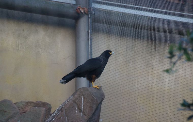  The striated caracara named “Louie”, sparked a search of nearby Regent’s Park with zookeepers waving around a dead rat on a stick in an attempt to coax it back.