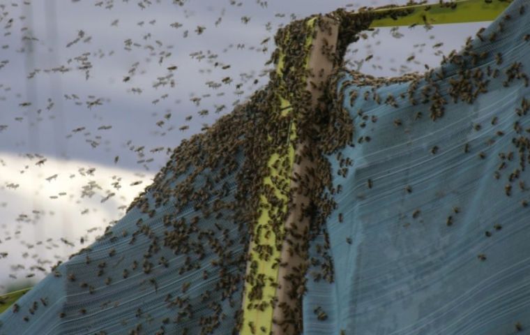 NBC news said local officials put out warnings amid concerns for people with bee allergies. No one was hurt in the crash, the media outlets reported.