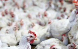 Brazil won a case against Indonesia at the WTO in 2017, but the decision was never implemented by Indonesia, which continues to block any chicken imports