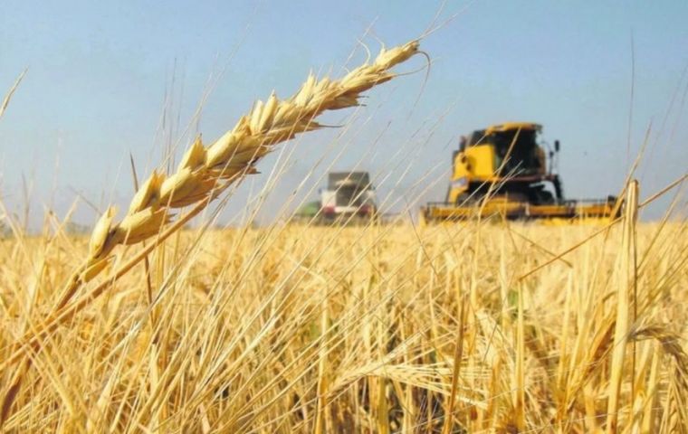 Wheat in Argentina is planted in June and July and harvested in December and January. Some 39% of this season's wheat crop has been planted so far