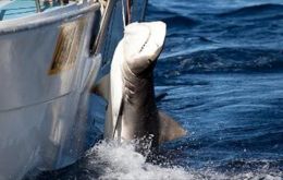 Spanish and Portuguese ships in the North Atlantic are catching as many as 25,000 mako sharks annually, according to Greenpeace's investigation.