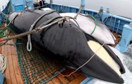 Japan is withdrawing from the International Whaling Commission on Sunday and resuming commercial whaling a day later after roughly three decades