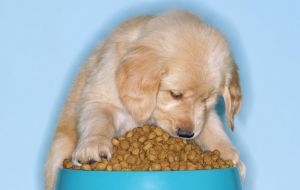 Many of pet foods eaten by dogs with DCM were labeled as “grain-free”, and contained a high proportion of peas, lentils, other legume seeds (pulses) or potatoes