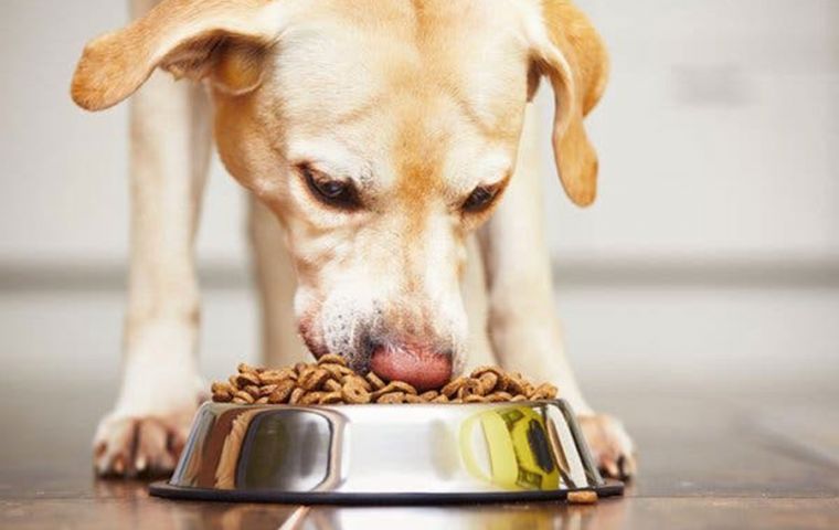 United States names 16 dog food brands linked to canine heart diseases MercoPress