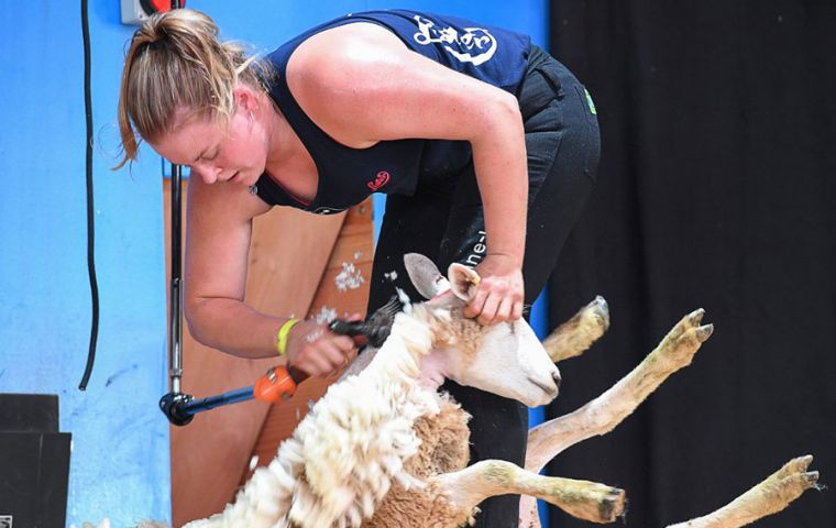 More than 320 competitors from 34 countries battling to win titles in wool handling, machine shearing and “blade” shearing, a traditional method using scissors. (Pic AFP)