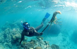 Lobster diving is risky and each diver earns up to US$1,250 a trip, while each boatman gets around US$ 600, which is a lot of money in dirt poor Honduras 