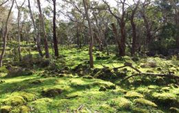 The Budj Bim Cultural Landscape was created by the Gunditjmara nation some 6,600 years ago and includes remnants of elaborate stone channels and pools