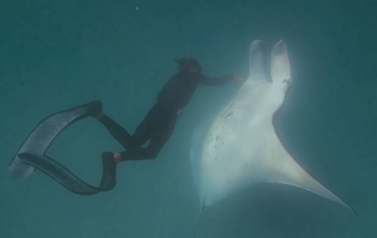 Incredible footage shows Wilton repeatedly diving down toward the animal and removing the hooks, before the manta ray departs 