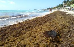Decomposing Sargassum releases hydrogen sulfide gas and ammonia, which can cause respiratory, skin and neurocognitive symptoms in humans