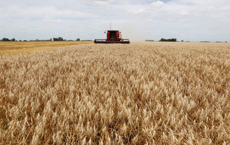 Argentina's grains exchanges and analysts predict a wheat harvest of around 21-22 million tons, beating the previous season's record 19 million tons of the crop