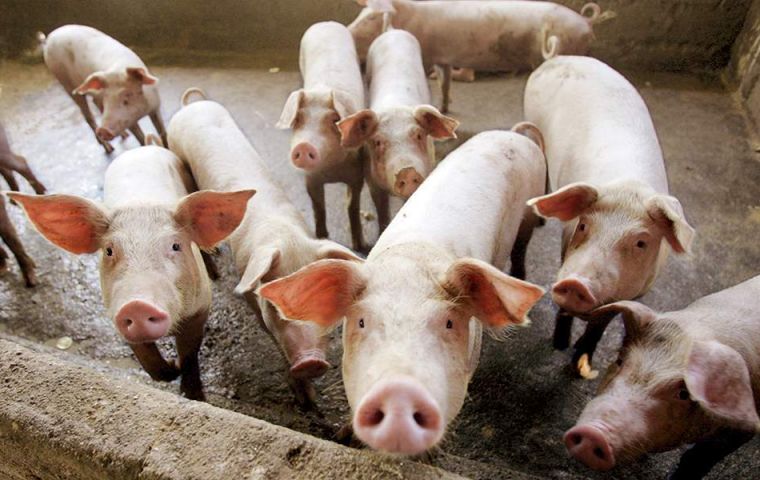  The farm in the village of Goliamo Vranovo, near the Danube city of Ruse, is close to a farm where authorities are already culling 40,000 pigs