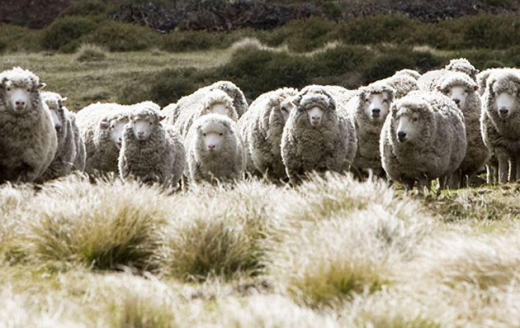 The increase in value is largely due to the extensive genetic improvement activities that take place across much of the Falkland Islands sheep flock.