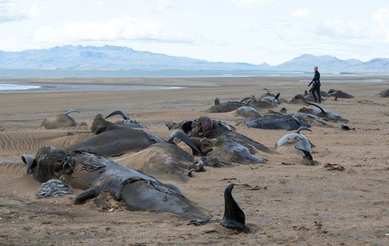 The dead whales, part of a group of 50 stranded whales, were discovered late Friday near Gardur, some 50km from the capital Reykjavik.