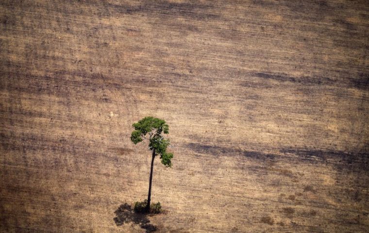 The monitoring system registered destruction of 2,255 sq km of Amazon forest in July, more than triple the 597 sq km spotted in July 2018, according to INPE