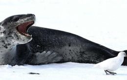 Unlike northern seals, leopard seals don’t have clawed paws to help them hold prey. They have paddle-like flippers with tiny claws, forcing them to vigorously thrash the prey