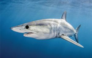 About 30 countries back the three proposals concerning species of mako shark and a range of critically endangered ray species in the guitarfish and wedgefish families
