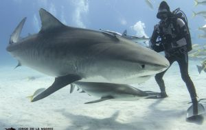 Sharks have stalked the oceans for more than 400 million years but are now under threat from a devastating predator - humans.