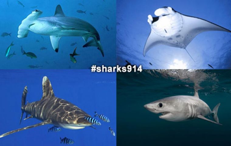  Among the 56 proposed changes on the table are three calling for 18 shark and ray species to be listed under the treaty's Appendix II