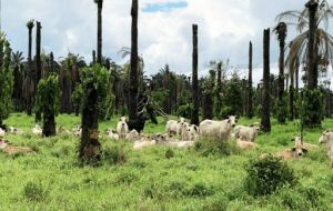 Ecologists have attacked a law promulgated by Morales that offers incentives to burn forest areas to transform them into pastureland