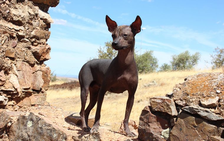 The Peruvian hairless dog was once a main part of the country's culture dating back thousands of years to pre-Columbian times.