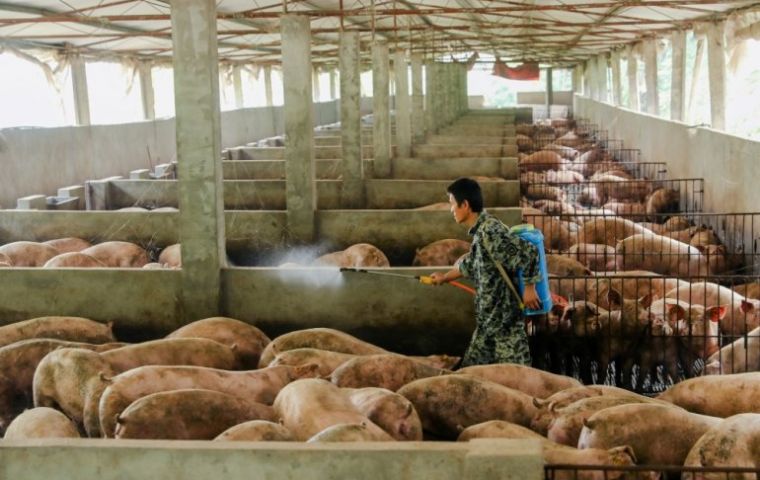  ”Out of the 20 blood samples (sent to the United Kingdom for testing), 14 are positive with African swine fever,” the Philippine ministry said 