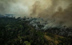 The surge in fires in the Amazon this year, the highest since 2010, has caused worldwide concern over the rainforest