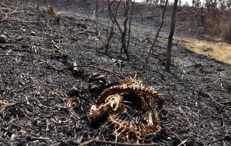 “Biologists at Chiquitania and we have exceeded the estimate of more than 2.3 million missing animals in many protected areas,” Prof Sandra Quiroga said