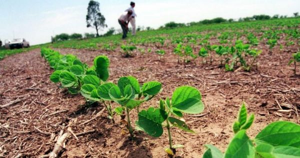 Dry Spell Blamed For The Slowest 2019/2020 Soybean Planting Season In ...