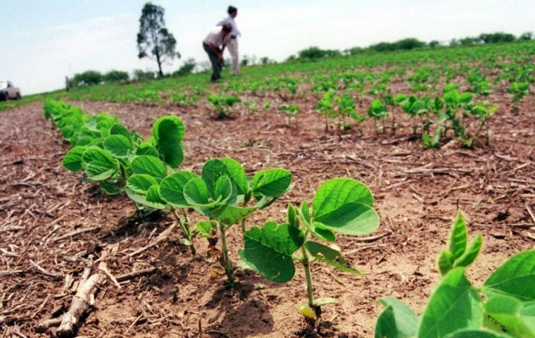 At this time in 2018, Brazilian growers had sowed 9.5% of the fields, the consultancy said