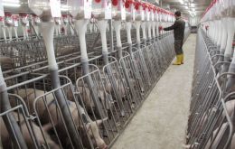 Pig inventories at large-scale farms have already bottomed out and started to rebound 