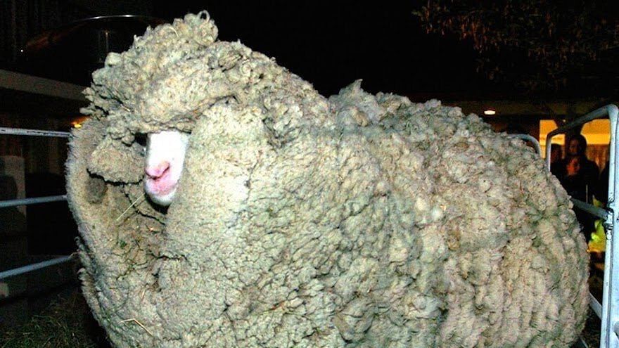 Chris The Australian Merino Sheep With A 41 1kg Fleece Has Died Mercopress