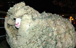  Chris the merino sheep made global headlines after being found wandering alone outside Australia's capital Canberra with masses of wool sagging from its frame