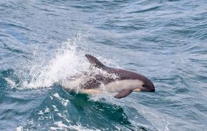 Falklands have incredibly rich biodiversity, including more than 25 species of whales and dolphins