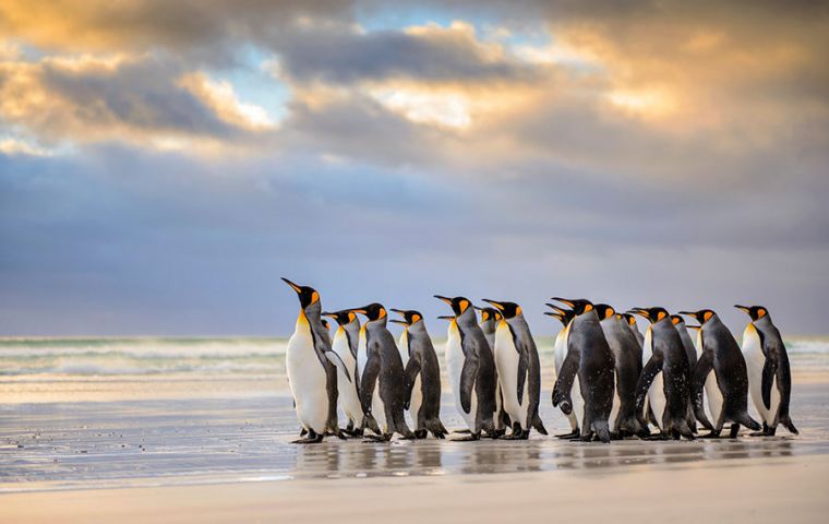 Kings are just one of five penguin species in the Falklands, alongside the wacky-looking rockhoppers, gentoos, macaronis and the burrowing magellanics.