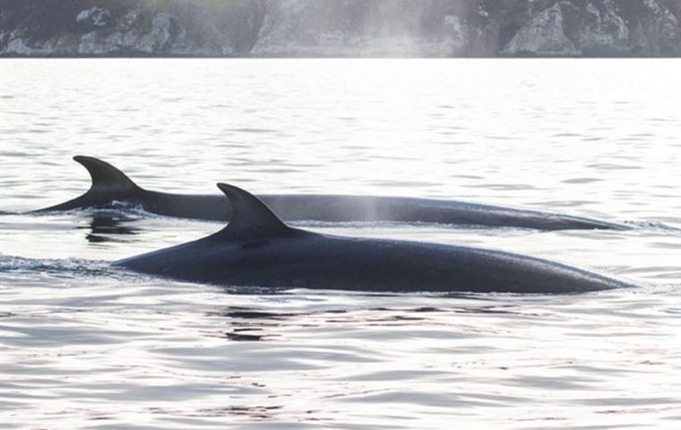 An FC spokesperson said, “EU funding was crucial for showing how important Berkeley Sound is for endangered sei whales, and now the Falklands as a whole” (Pic C. Weir)