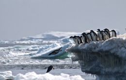 A UN report calls to protect more than 3.2 million square kilometers of Southern Ocean waters by designating three MPA proposals. 