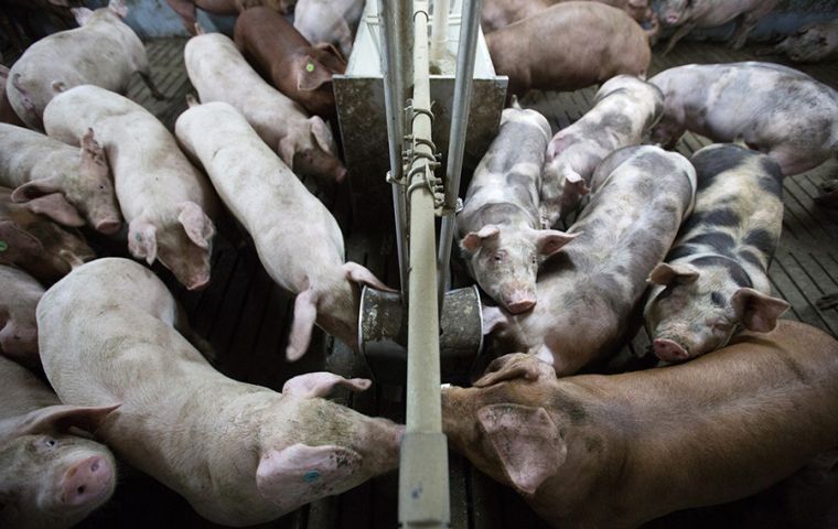 The forecast starts a clock ticking for companies to profit from the epidemic of African swine fever (ASF), which has killed up to half of China's hog herd