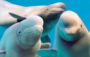 The All-Russian Fisheries and Oceanography Institute said the operation to free the last belugas started five days ago.