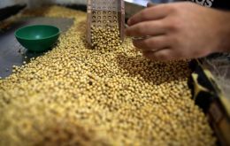 Soy-meal is used as livestock feed in China, and demand for soy-meal should rise in China as it restores pork production after an outbreak of African swine fever