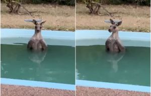 The kangaroo, which was filmed in water up to its chest, flapped its ears and appeared unharmed.