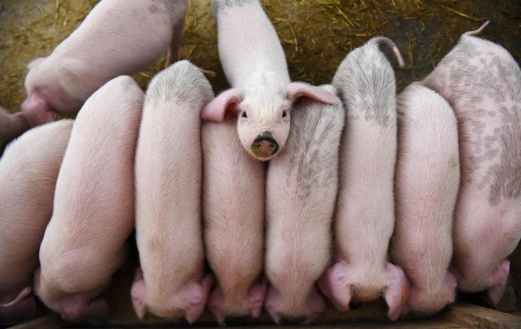 China's pig herd is more than 40% smaller than a year ago, after African swine fever swept through the country since it was first detected in August last year.