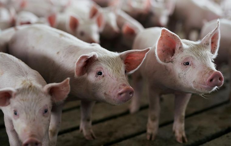 The outbreak is the first at an industrial farm since August when the virus hit six breeding farms in the Balkan country, forcing to cull over 130,000 pigs.