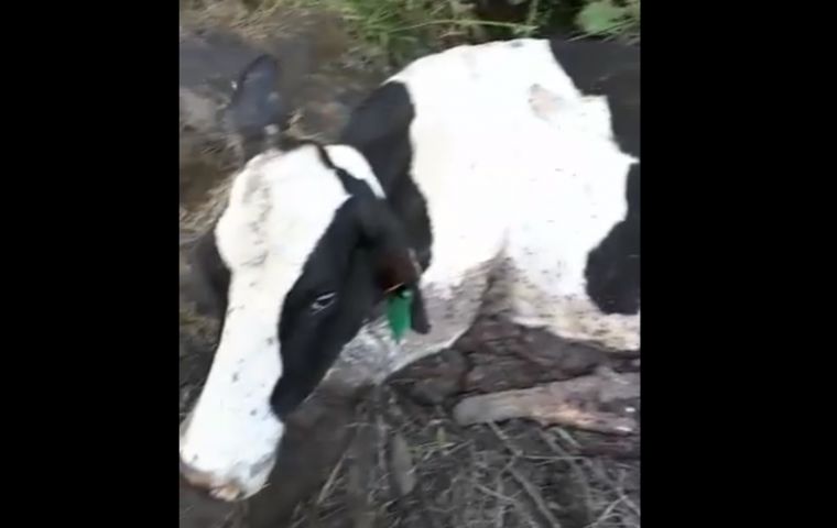 The picture and video that has been circulating over the weekend with the cow and her hindquarters missing, but still alive      