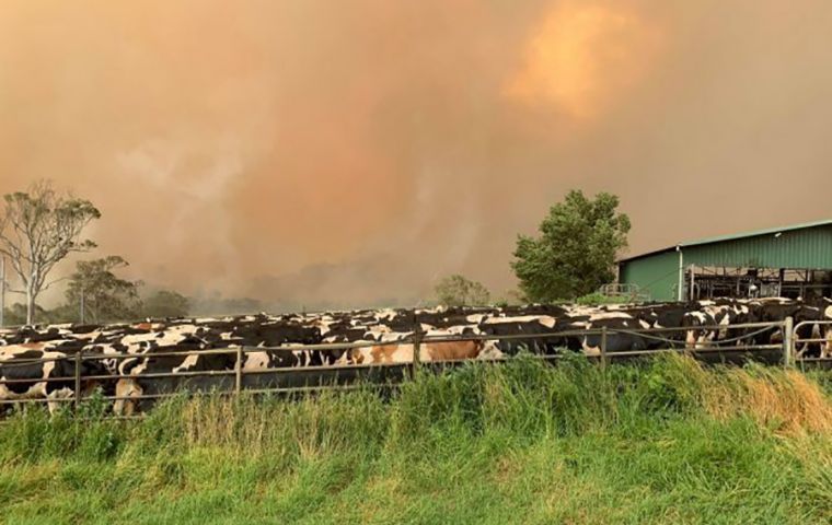 Even before the fires, Australia's milk production was set to fall to a 22-year low due to drought, according to country's chief commodity forecaster