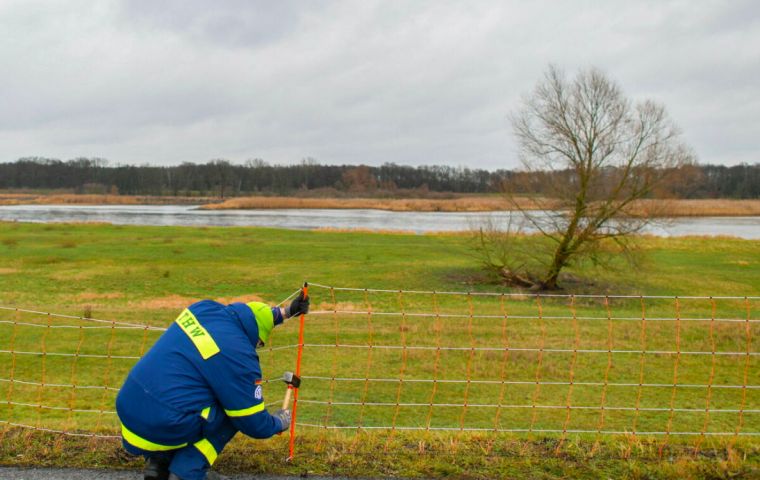 A report posted on the OIE website showed the disease, which has devastated herds in the world's top pork producer China, had now been found next to Germany